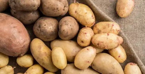 Can potato protein powder replace whey in fitness applications?